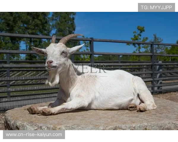 山羊体育超级联赛回放（山羊体育器材图片）sports